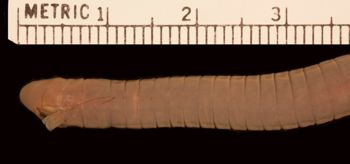 Media type: image;   Herpetology A-9407